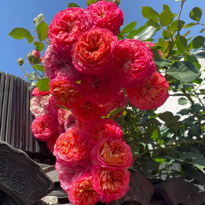Meilivoine French Florist Climbing Rose