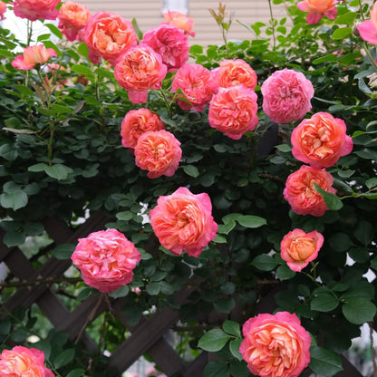 Meilivoine French Florist Climbing Rose