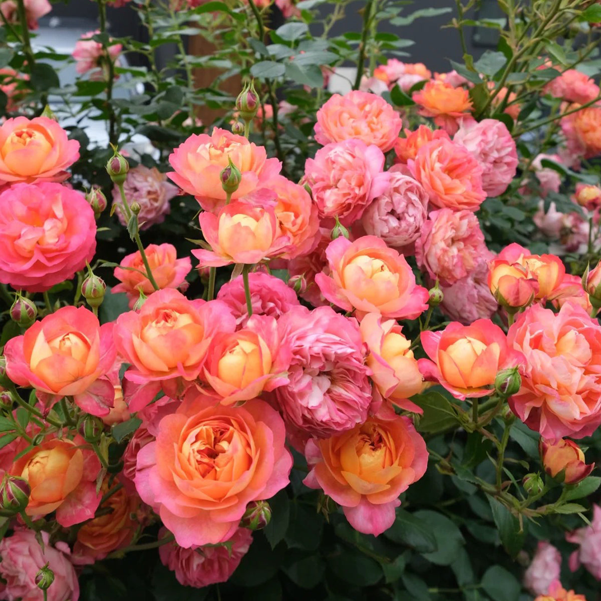 Meilivoine French Florist Climbing Rose