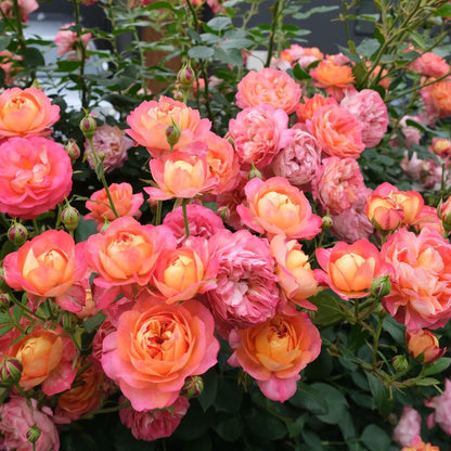 Meilivoine French Florist Climbing Rose