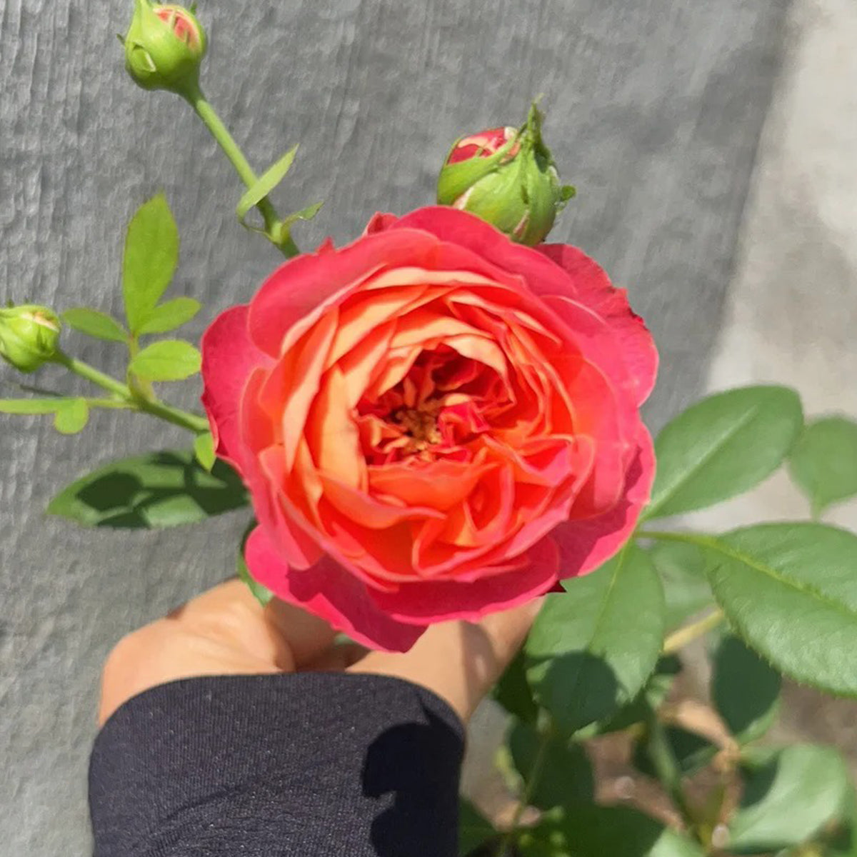 Meilivoine French Florist Climbing Rose