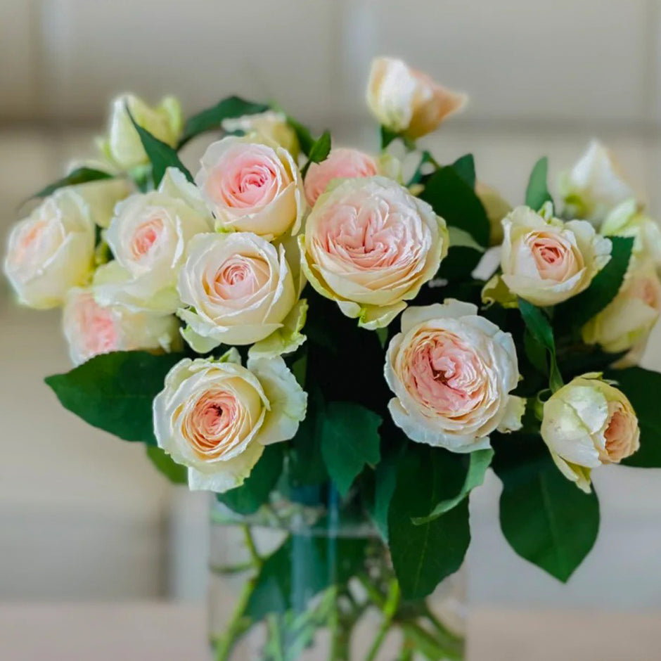 New Arrivals | Premium Rose Bushes | Own Root Garden & Florist Roses ...