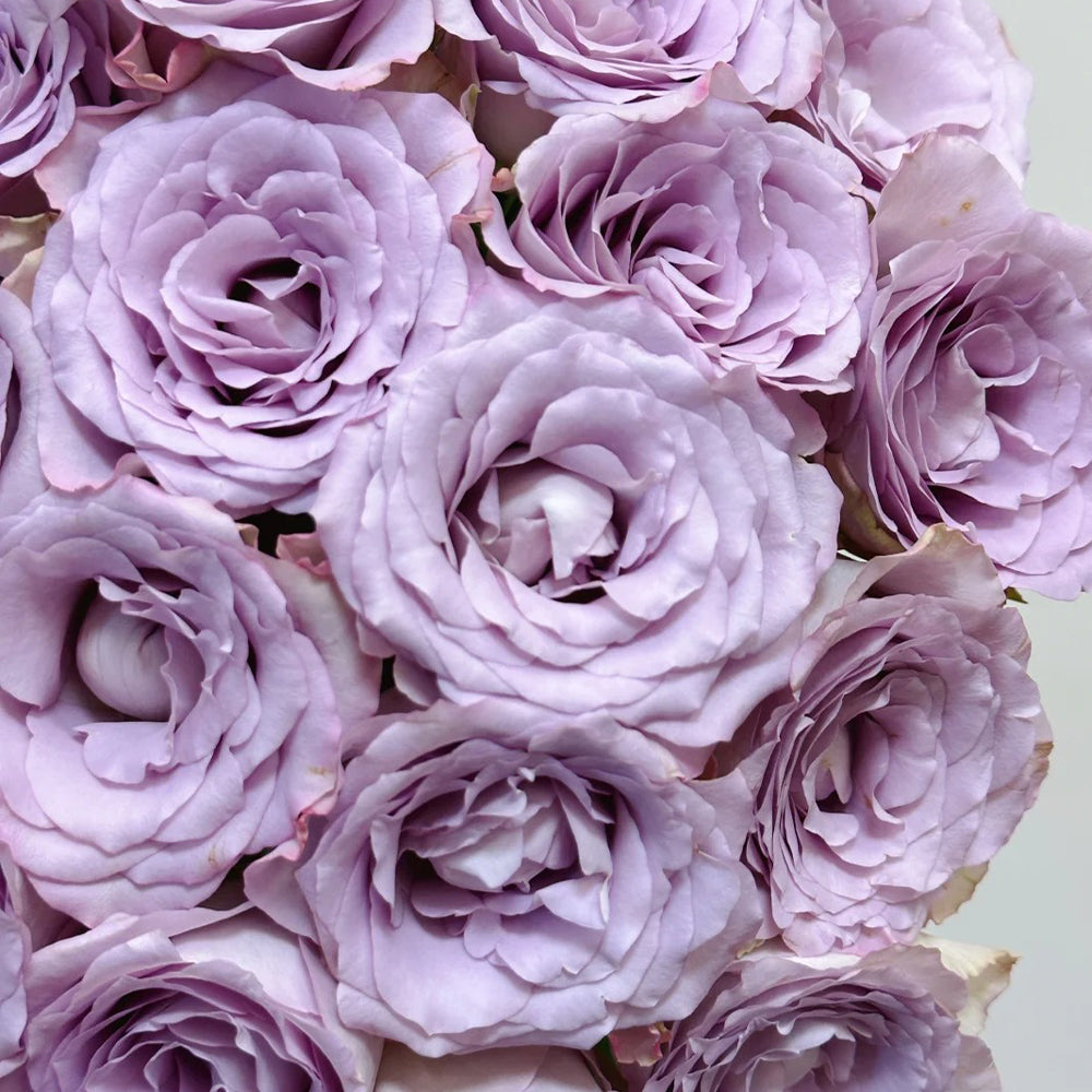 Memory Lane Netherlands Florist Shrub Rose