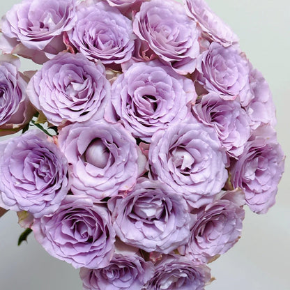 Memory Lane Netherlands Florist Shrub Rose