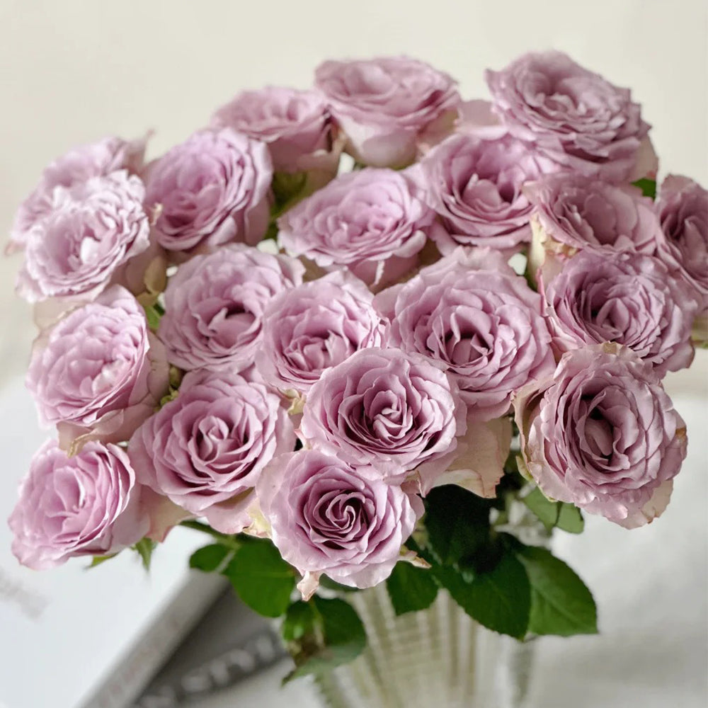 Memory Lane Netherlands Florist Shrub Rose