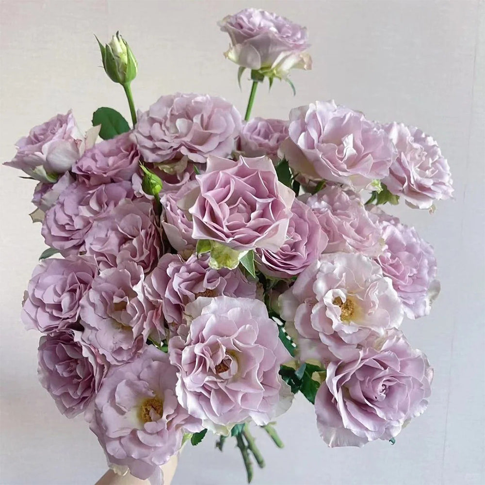 Memory Lane Netherlands Florist Shrub Rose