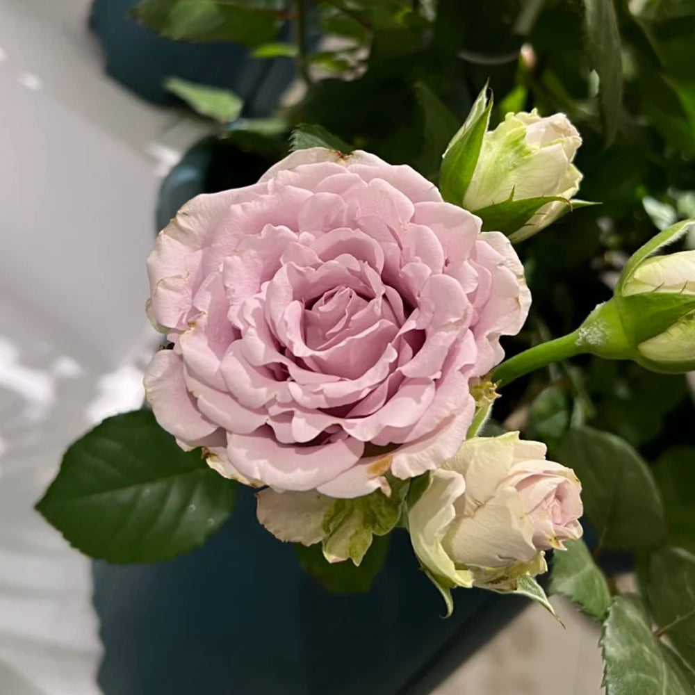 Memory Lane Netherlands Florist Shrub Rose