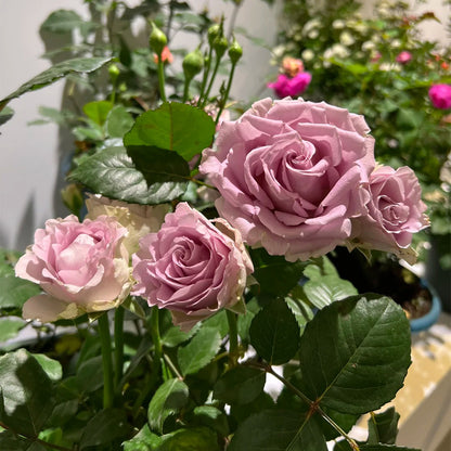 Memory Lane Netherlands Florist Shrub Rose