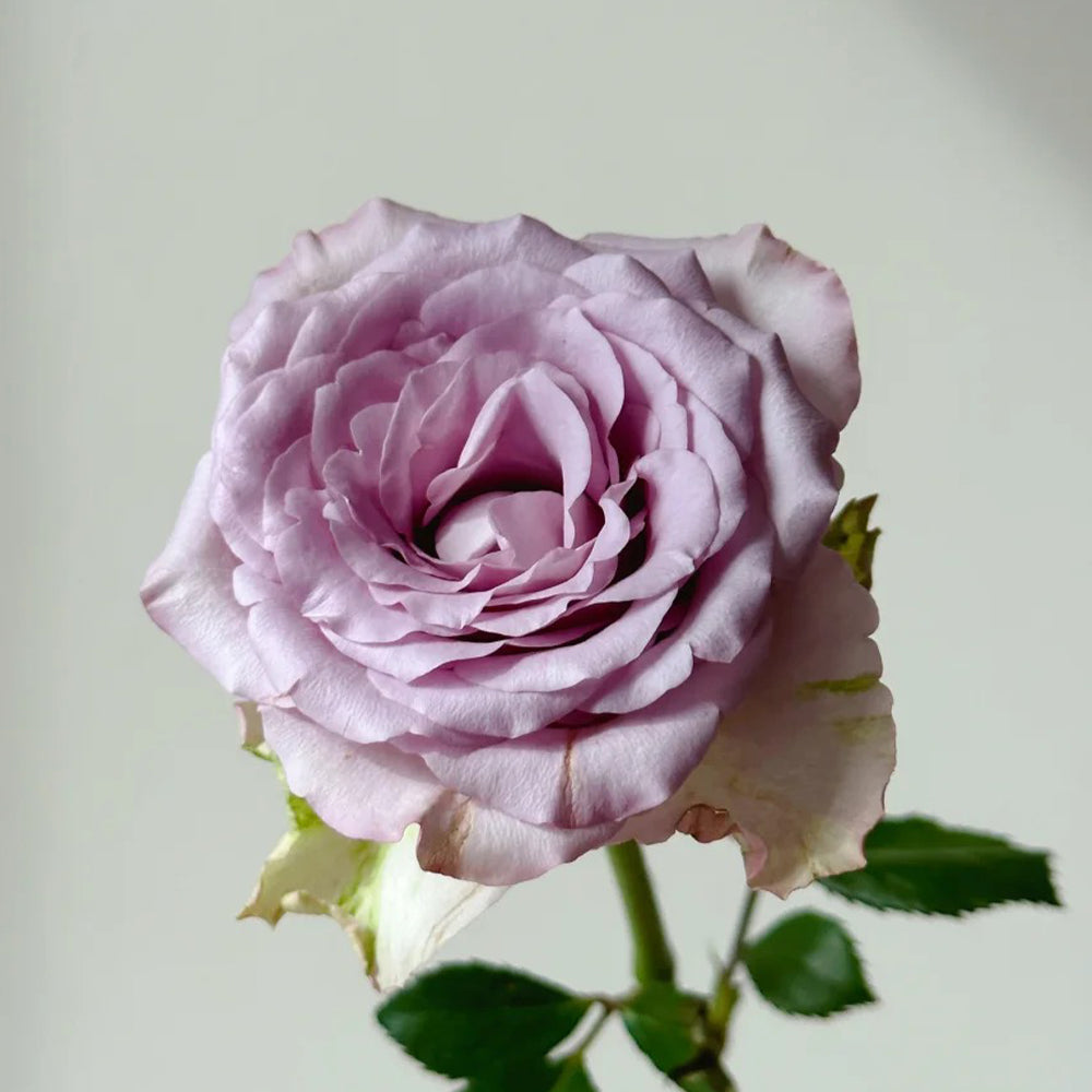 Memory Lane Netherlands Florist Shrub Rose