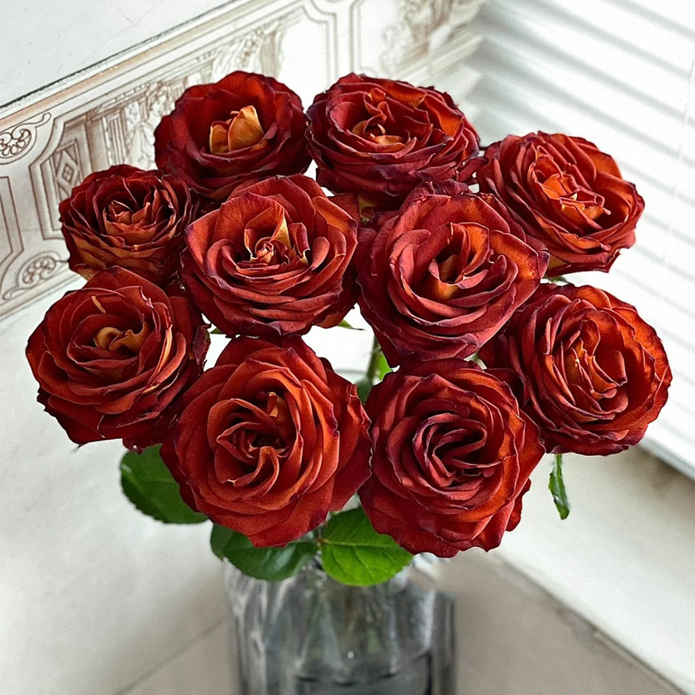 Meteor German Florist Shrub Rose