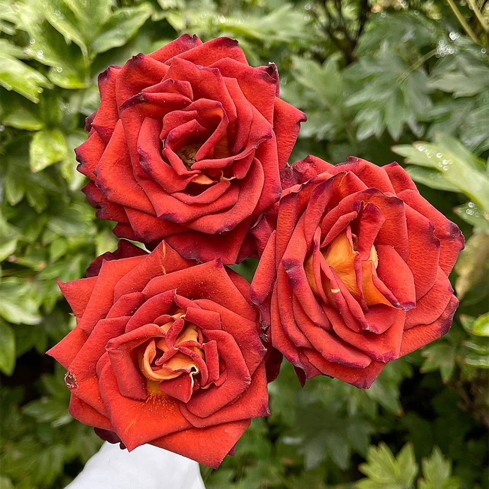 Meteor German Florist Shrub Rose