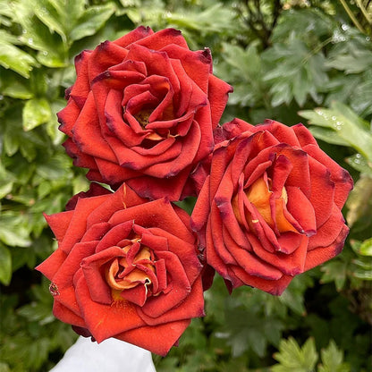 Meteor German Florist Shrub Rose