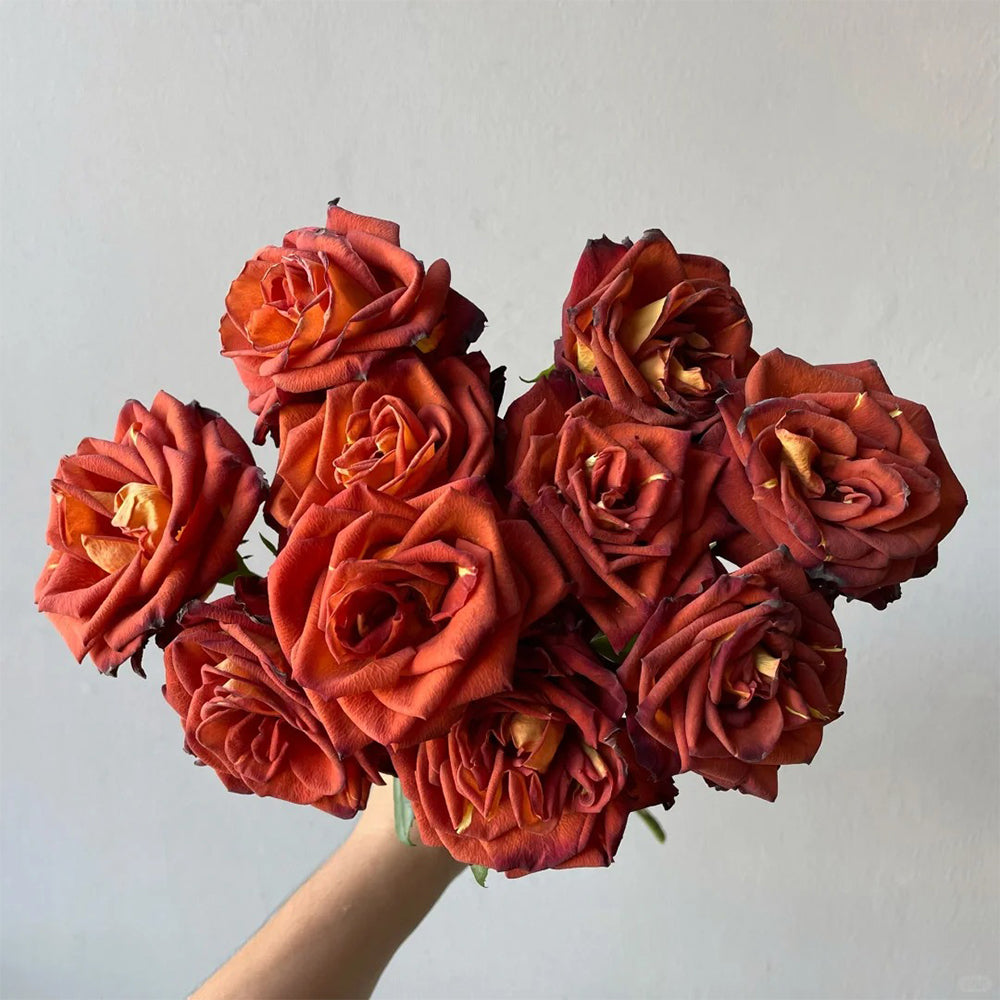 Meteor German Florist Shrub Rose