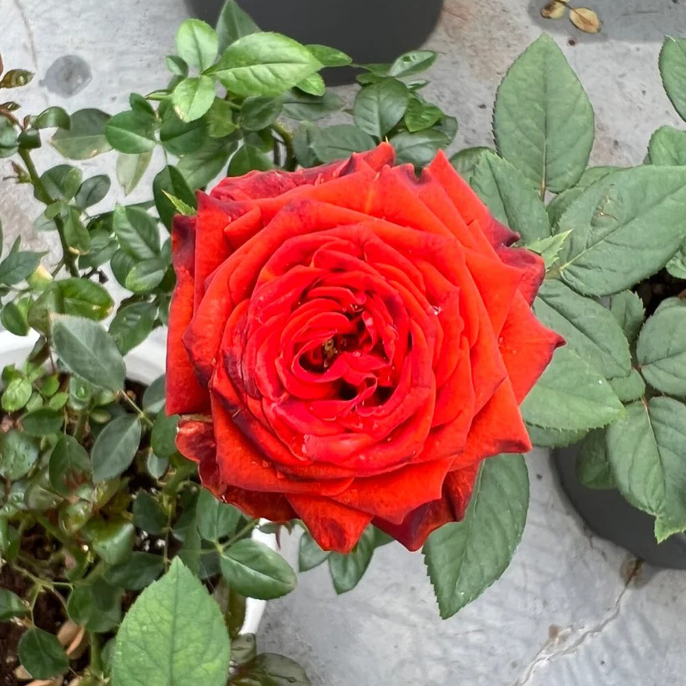 Meteor German Florist Shrub Rose