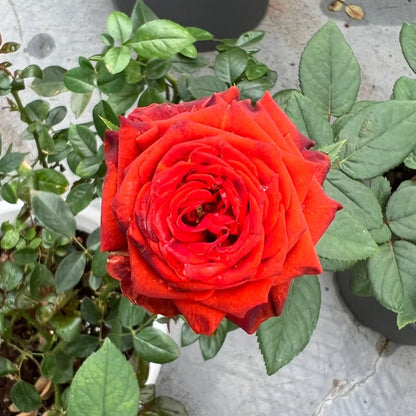 Meteor German Florist Shrub Rose