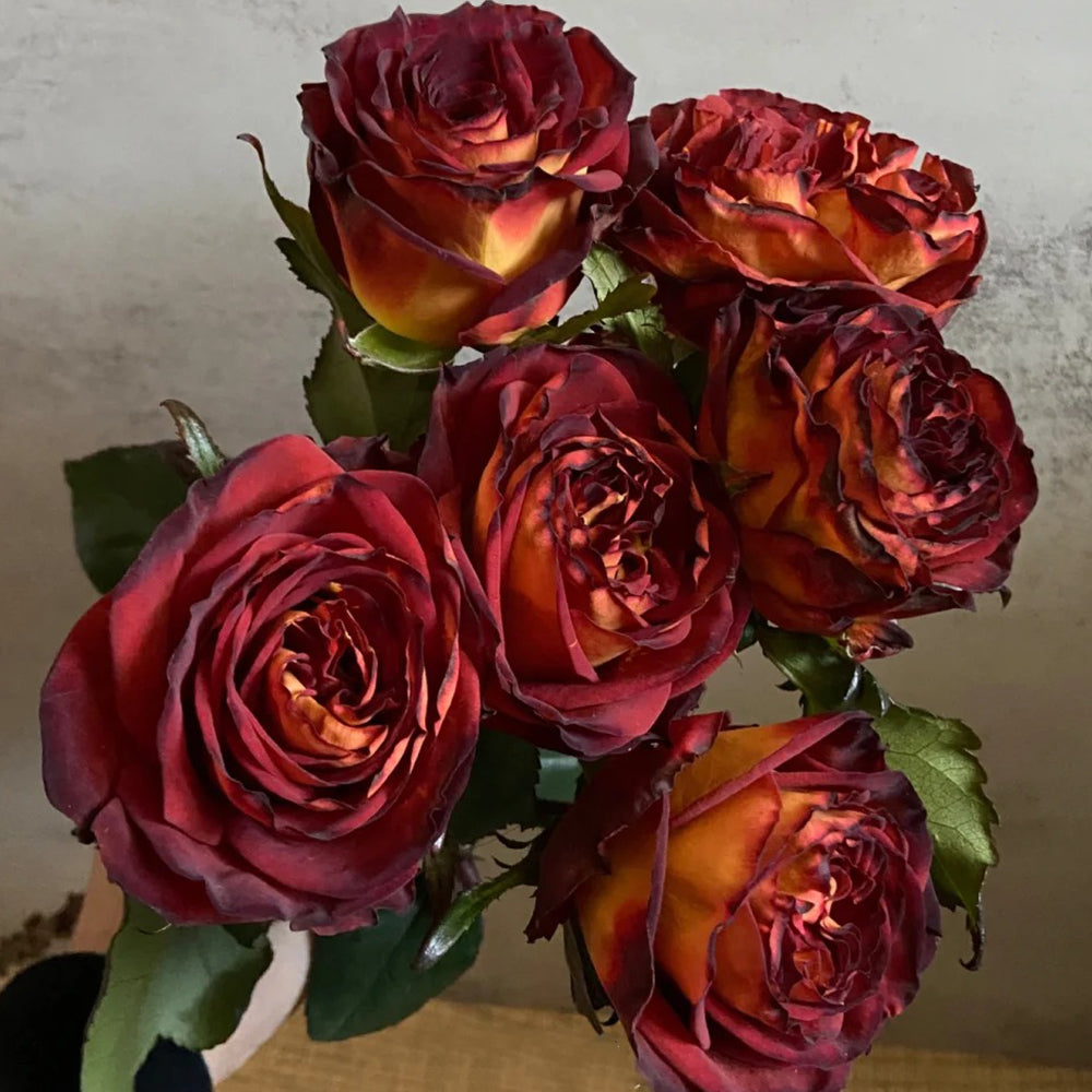 Meteor German Florist Shrub Rose