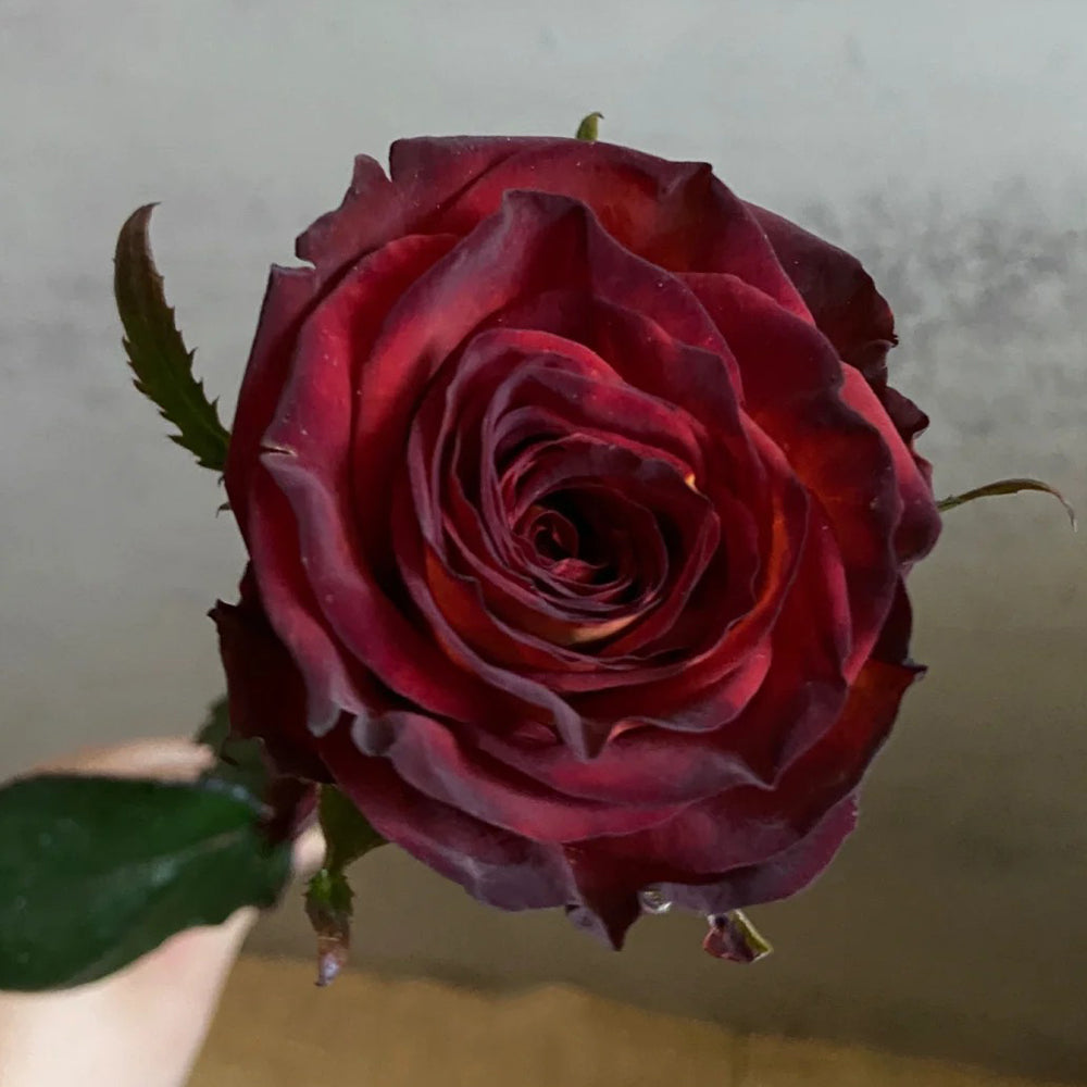 Meteor German Florist Shrub Rose