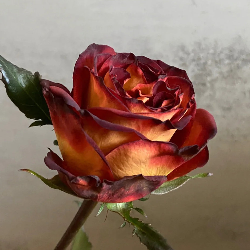 Meteor German Florist Shrub Rose