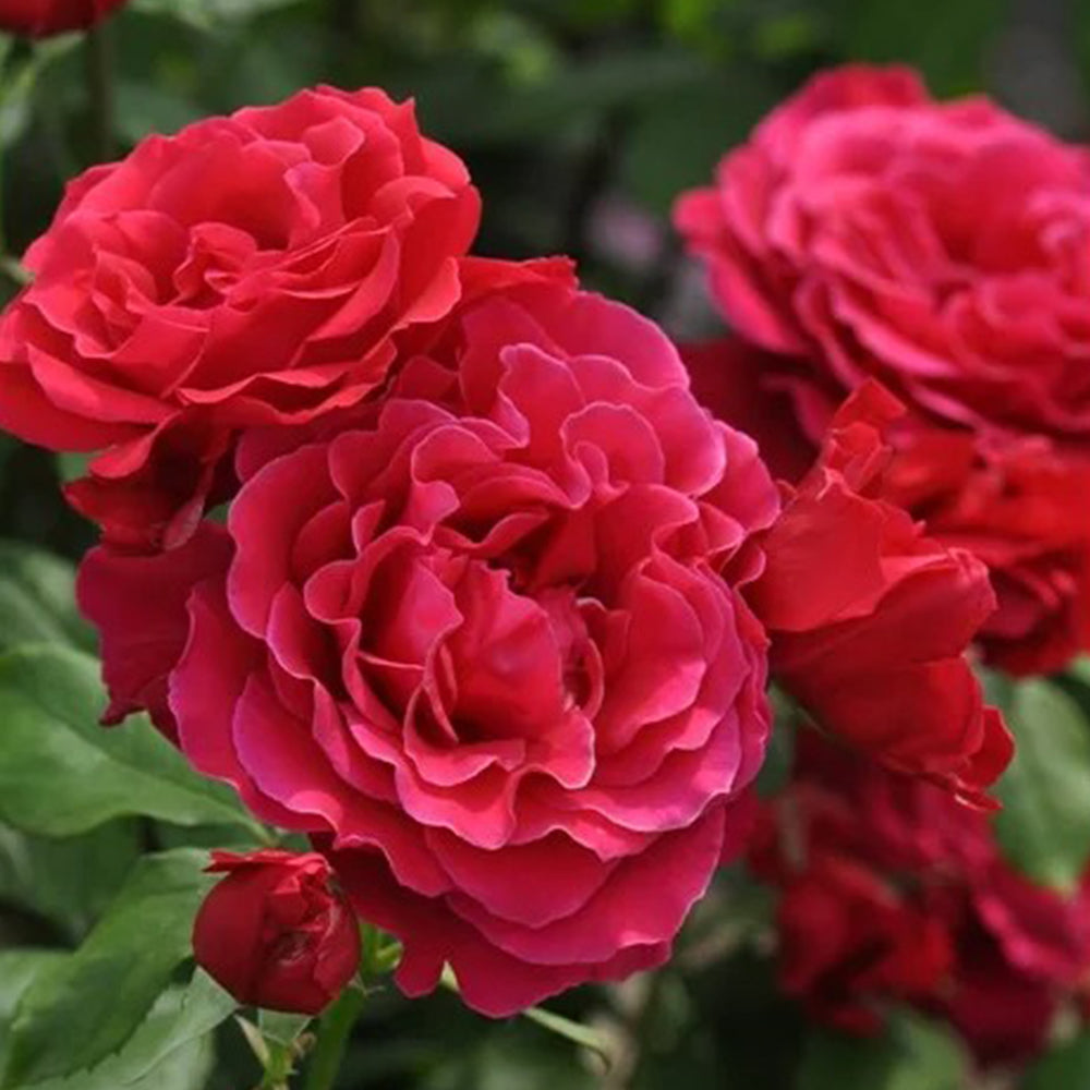 Michael Japanese Florist Shrub Rose