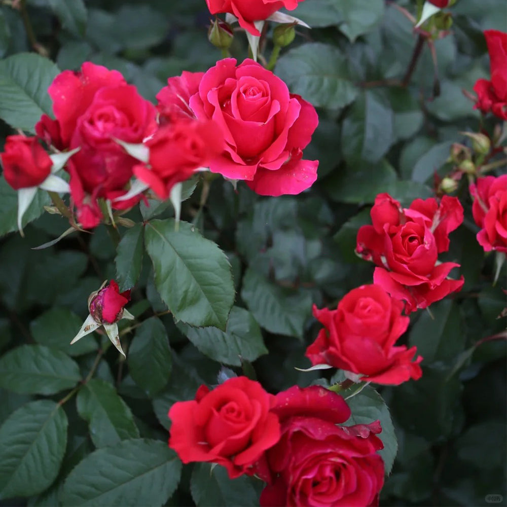 Michael Japanese Florist Shrub Rose