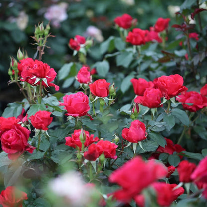 Michael Japanese Florist Shrub Rose