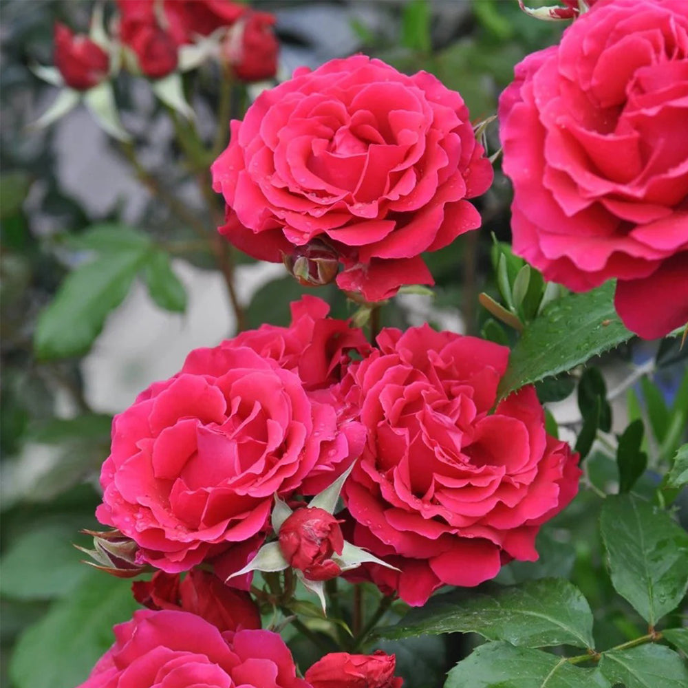 Michael Japanese Florist Shrub Rose