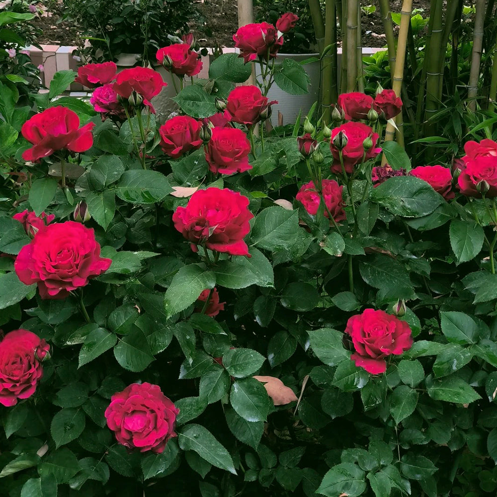 Michael Japanese Florist Shrub Rose