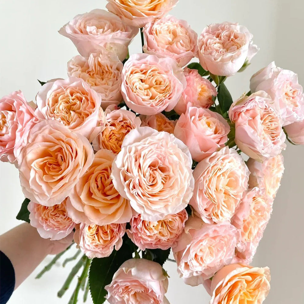 Mickey Netherlands Florist Shrub Rose