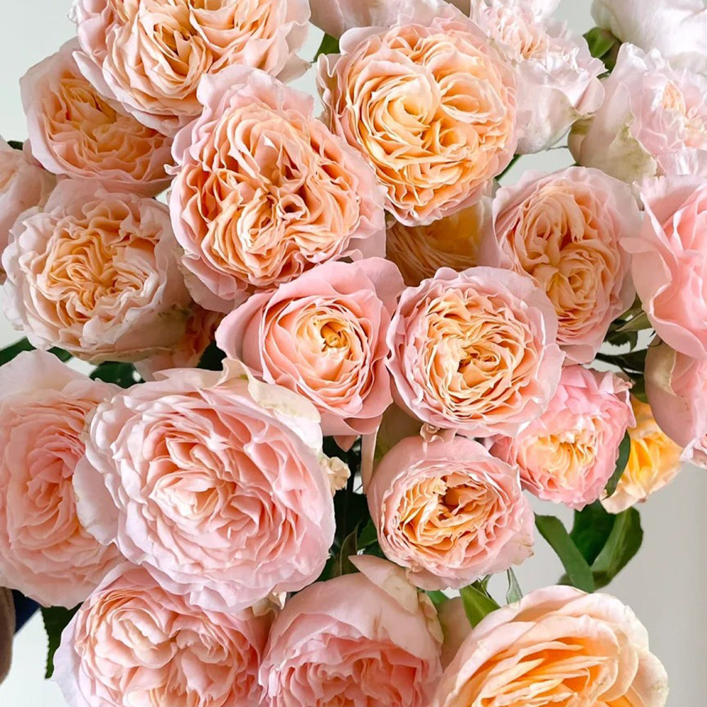 Mickey Netherlands Florist Shrub Rose