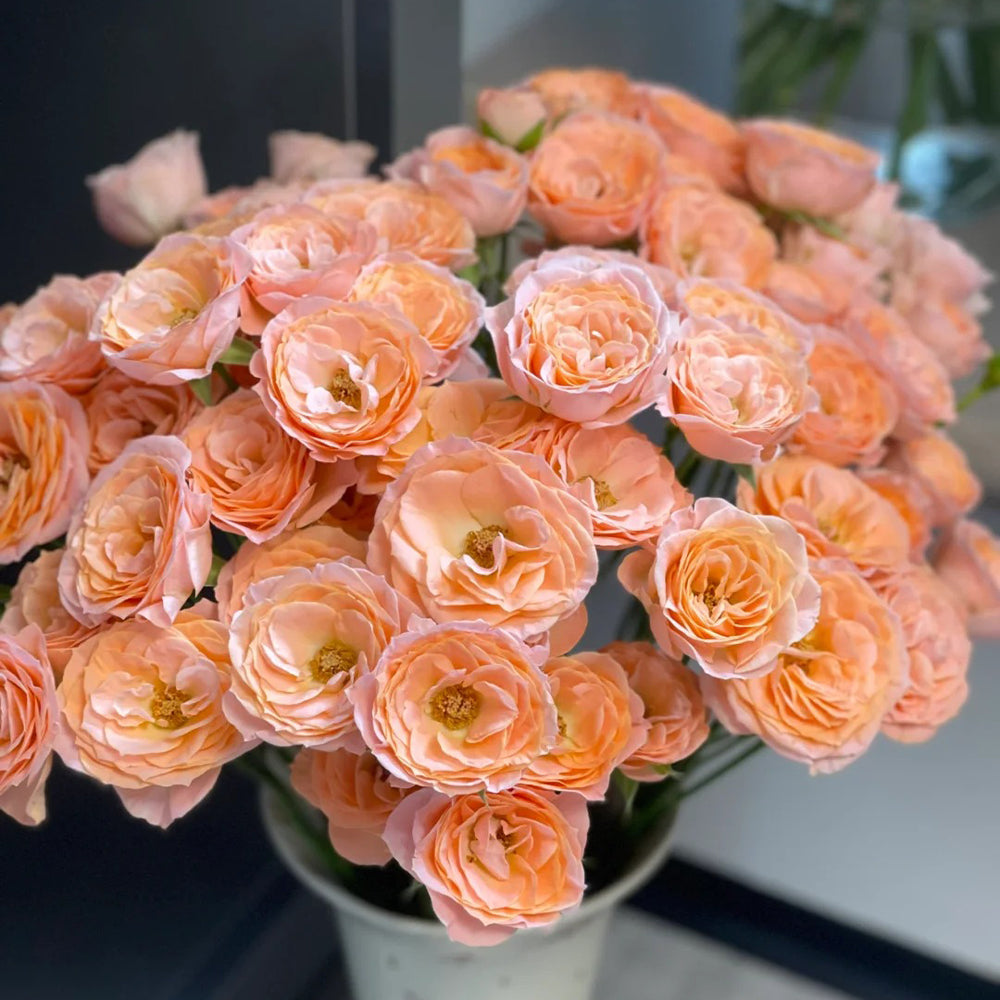Mickey Netherlands Florist Shrub Rose