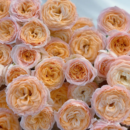 Mickey Netherlands Florist Shrub Rose