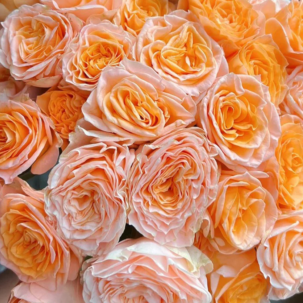 Mickey Netherlands Florist Shrub Rose