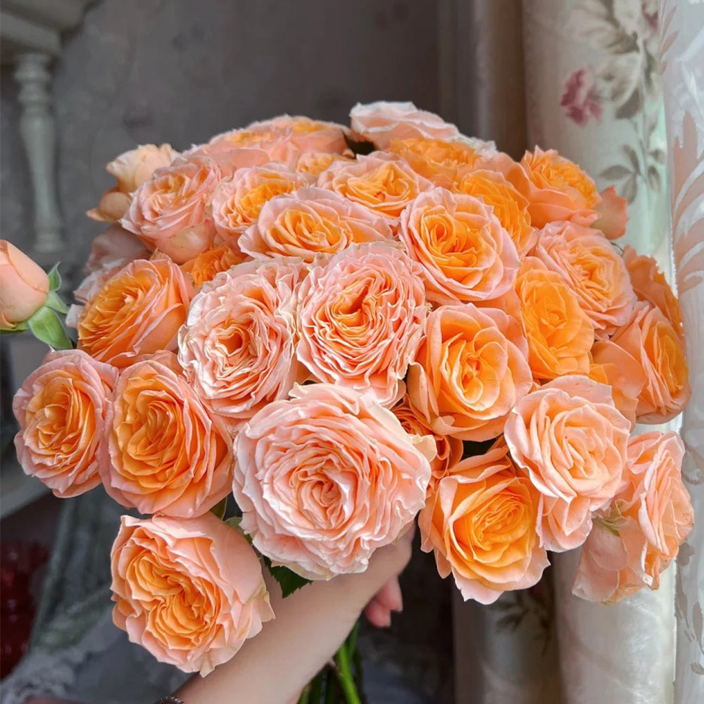 Mickey Netherlands Florist Shrub Rose
