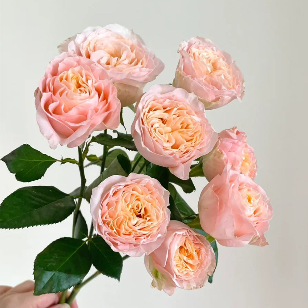 Mickey Netherlands Florist Shrub Rose