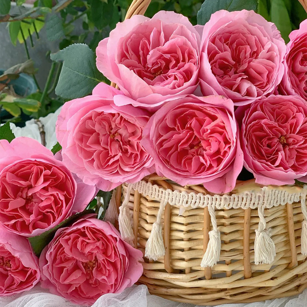 Midsummer Night's Dream Chinese Florist Shrub Rose Bush For Sale