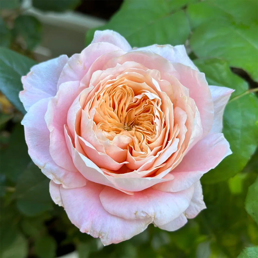 その他 Rose marry Asian Rose Species – Page 6 – SpringlandFlowers