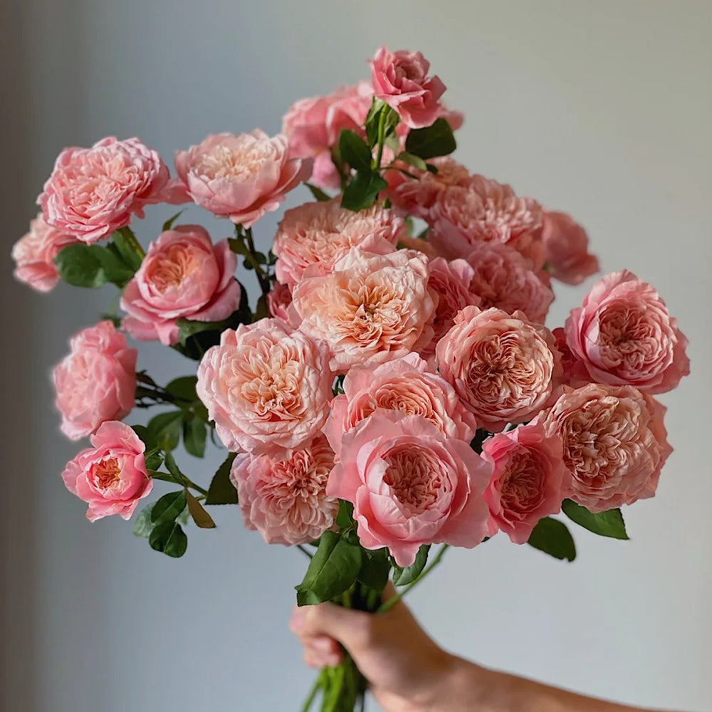 Mikoto Japanese Florist Shrub Rose – Highgarden Roses