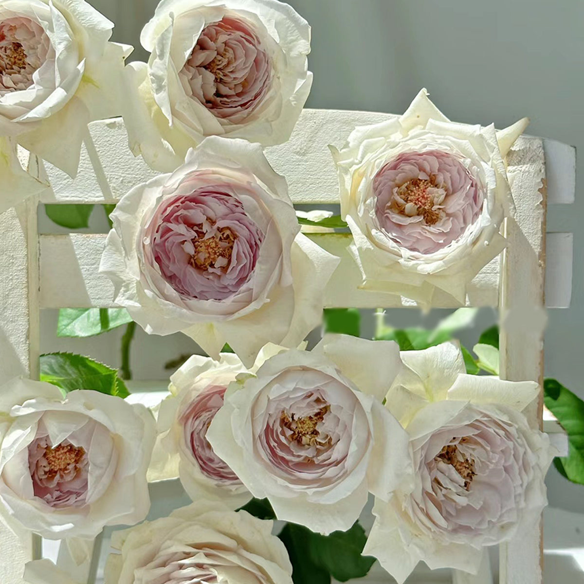 スカート MILK Garden Rose SK スカート MILK Garden Rose SK Garden Rose SK - MILK MILKBOY