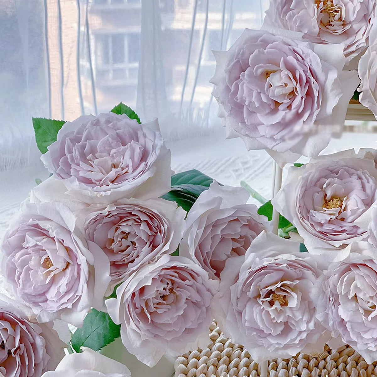 Milky Pearl Japanese Florist Shrub Rose – Highgarden Roses