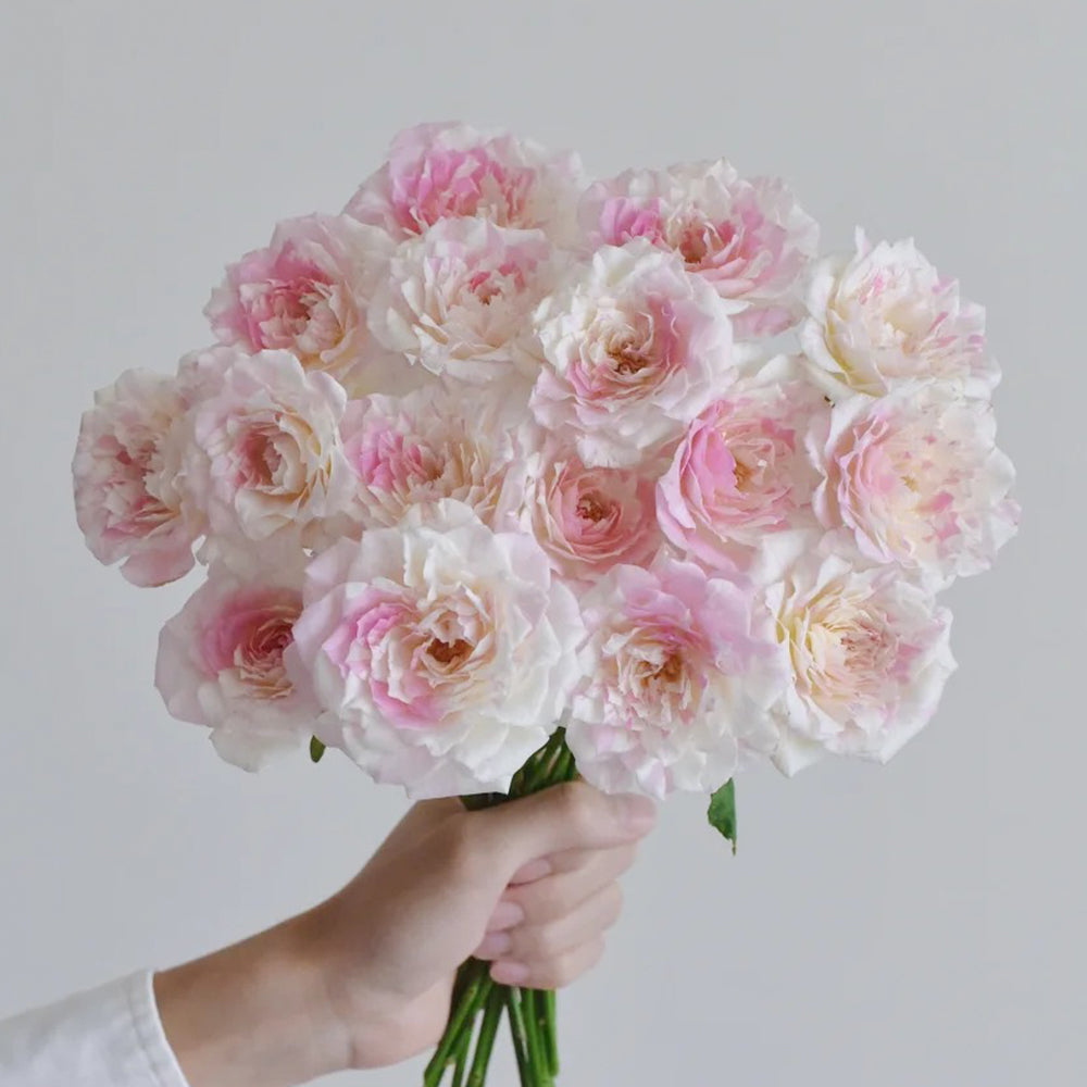小物 m + millefoglie rose Mille-Feuille Japanese Florist Shrub Rose – Highgarden Roses