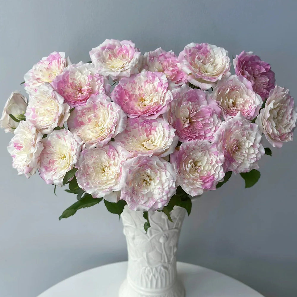 Mille-Feuille Japanese Florist Shrub Rose – Highgarden Roses