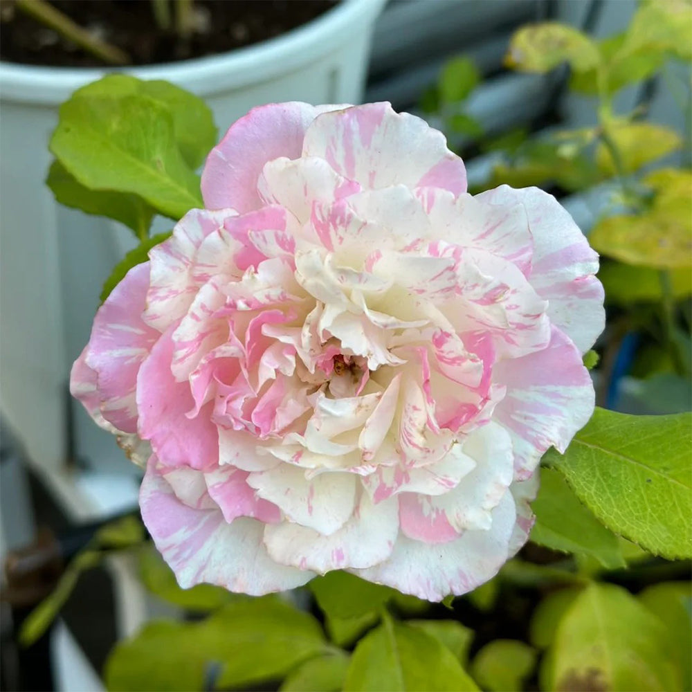 小物 m + millefoglie rose millefoglieⅡ P25 rose｜m+ online store