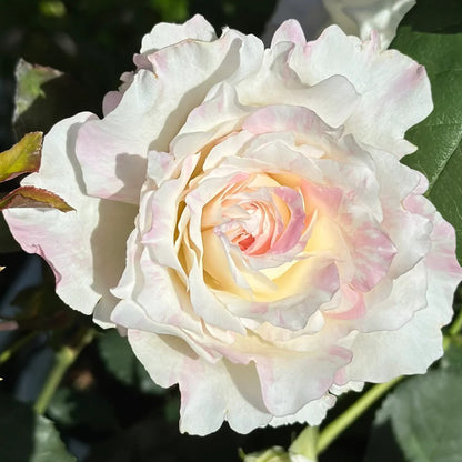 Mille-Feuille Japanese Florist Shrub Rose