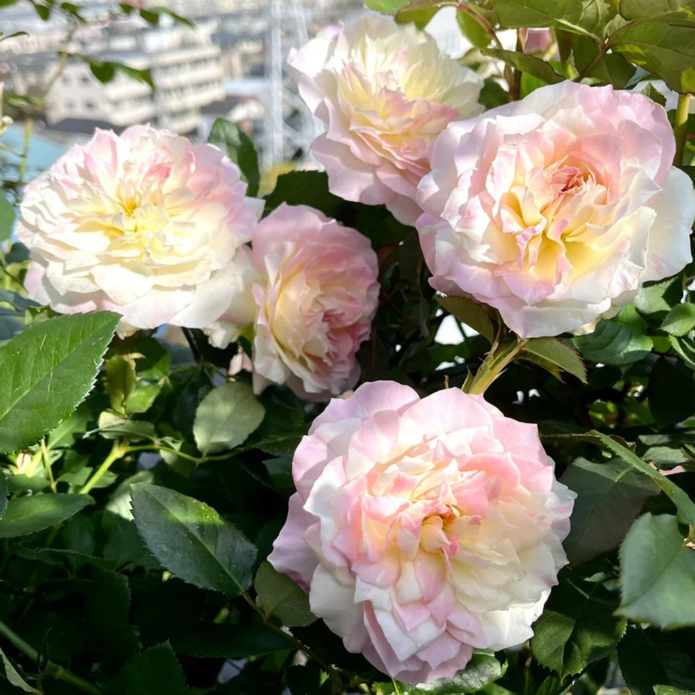 Mille-Feuille Japanese Florist Shrub Rose