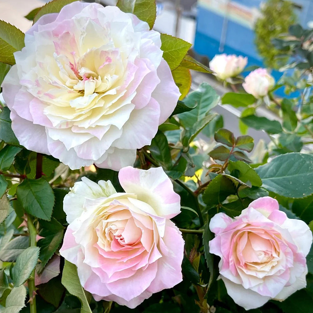 Mille-Feuille Japanese Florist Shrub Rose