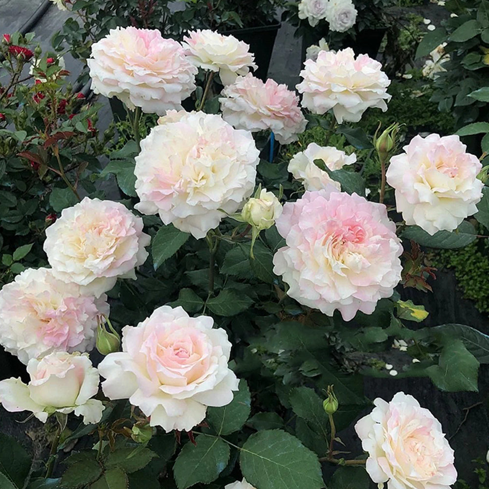 小物 m + millefoglie rose Mille-Feuille Japanese Florist Shrub Rose – Highgarden Roses