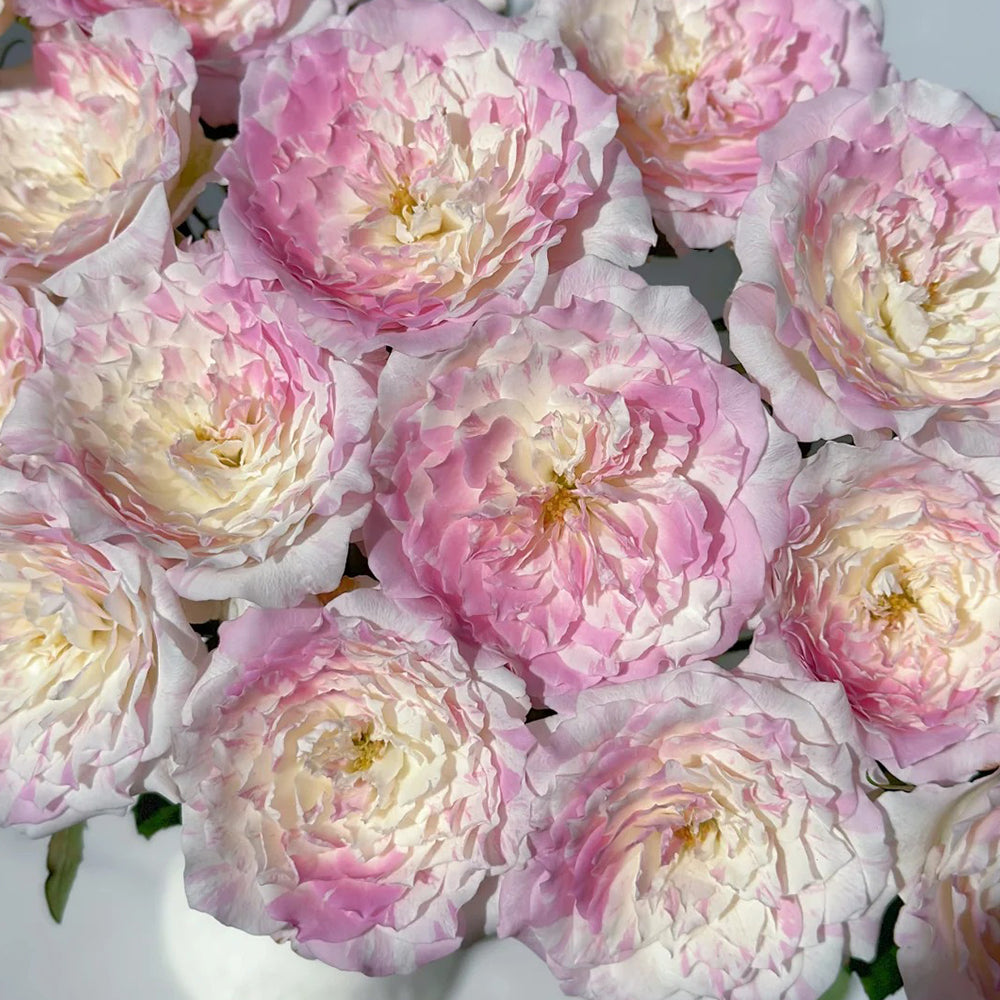 小物 m + millefoglie rose millefoglieⅡ P25 rose｜m+ online store