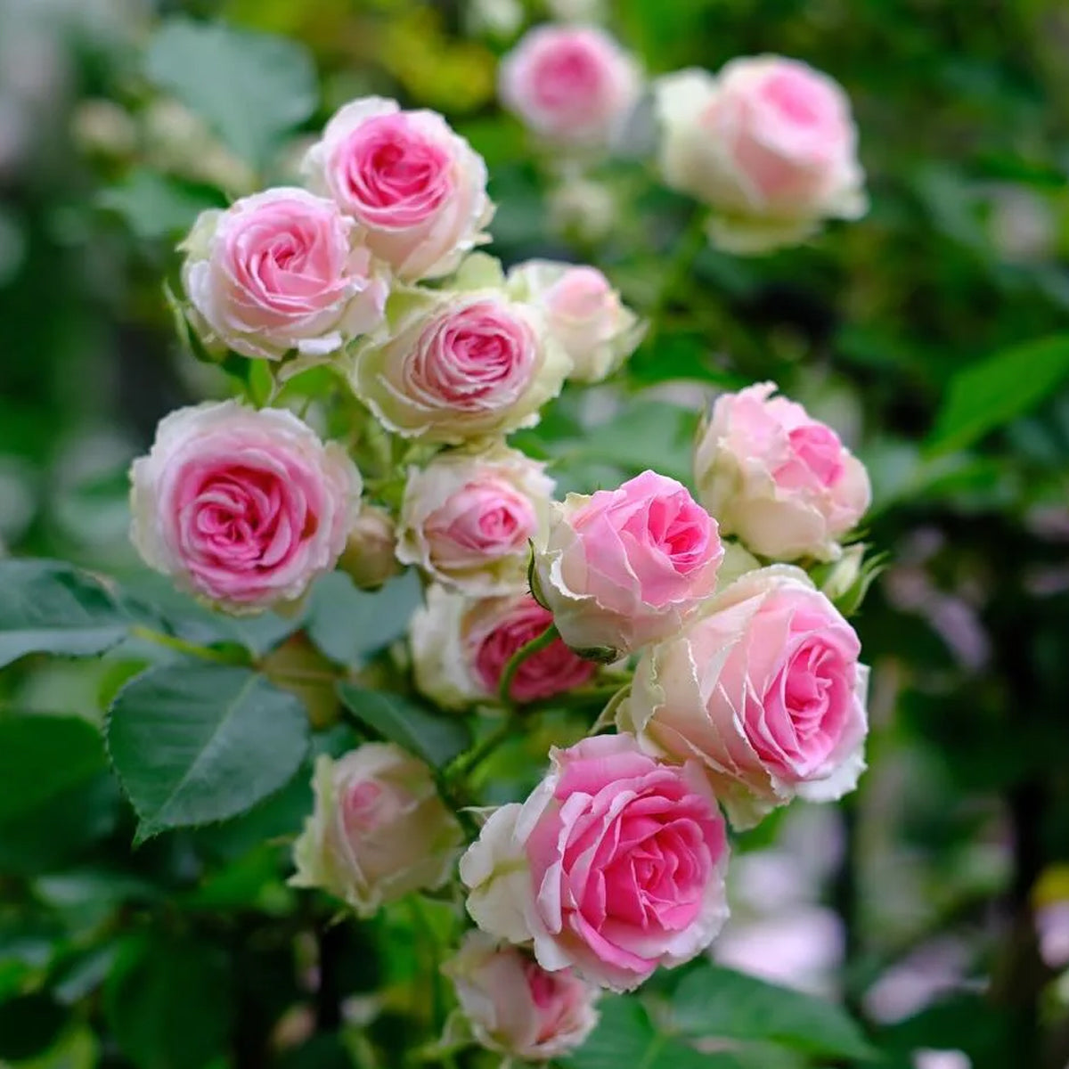 Mini Eden French Garden Climbing Rose