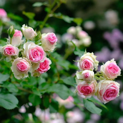 Mini Eden French Garden Climbing Rose