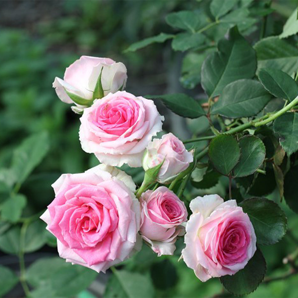 Mini Eden French Garden Climbing Rose
